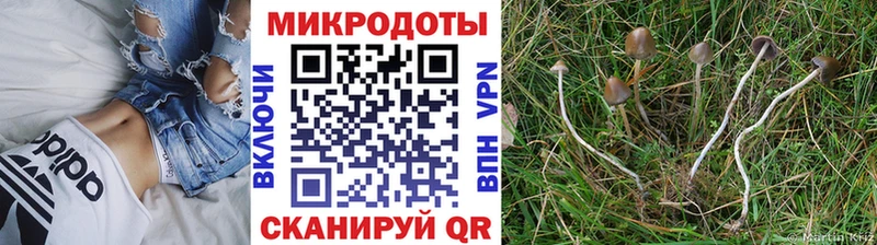 Псилоцибиновые грибы прущие грибы Сысерть